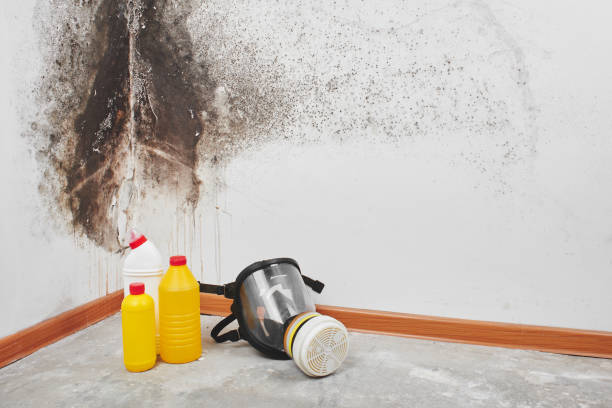 Best Residential Mold Remediation in Quanah, TX