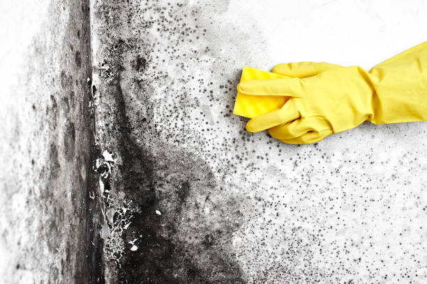 Best Mold Testing and Inspection Services in Quanah, TX