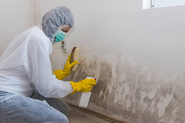 Quanah, TX Mold Remediation Company