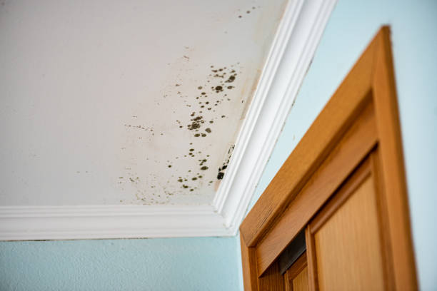 Best Mold Remediation for Schools in Quanah, TX