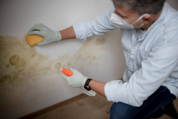 Best Attic Mold Remediation in Quanah, TX