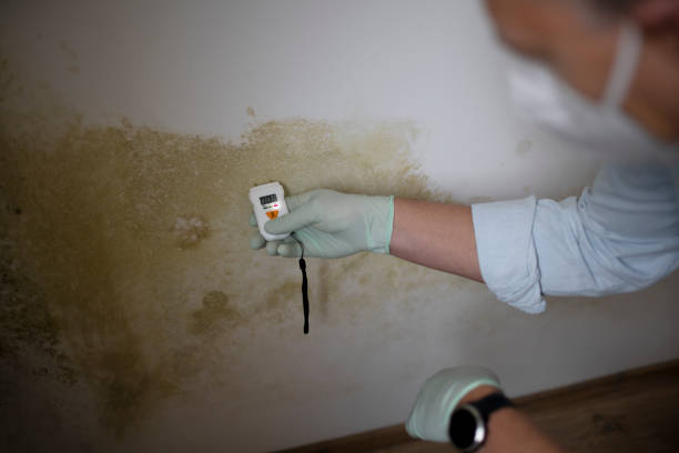 Best Insurance-Related Mold Remediation in Quanah, TX