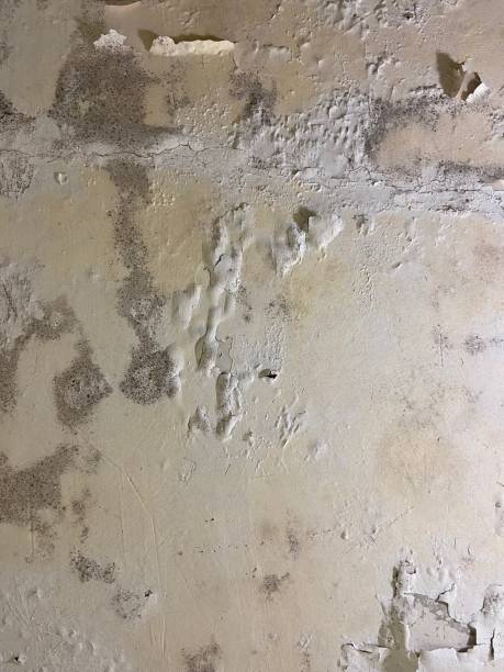 Best Bathroom Mold Remediation in Quanah, TX