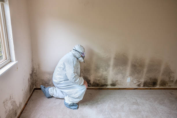 Best Localized Mold Remediation (e.g., coastal areas, humid climates) in Quanah, TX